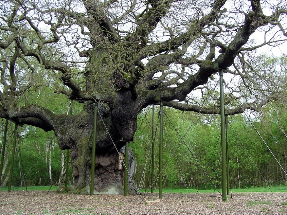 The Great Oak, Sherwood Forest. This huge tree is at least 800 years old