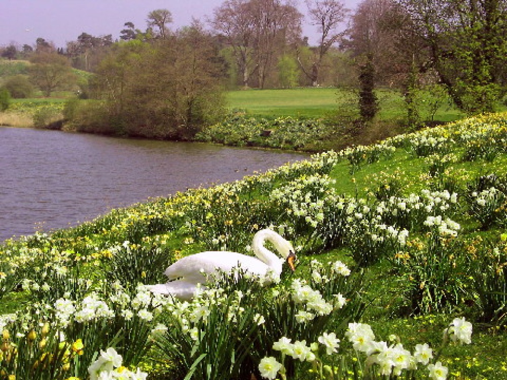 A swan and flowers at Leeds Castle in Kent.