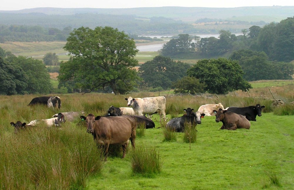 Farming in the Hodder Valley, Lancashire