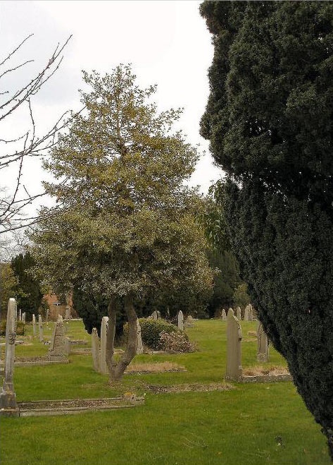 Holly with Yew in Cemetery