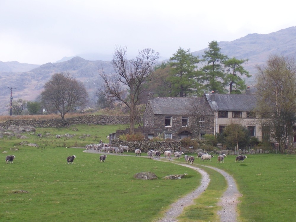 Farming in the Duddon valley. S W Lakes