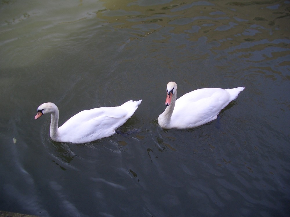 Witham swans, below Lincoln Glory Hole.
