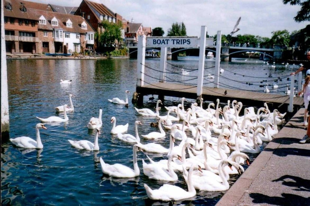 Swans meeting down the river Thames in Windsor, Berkshire