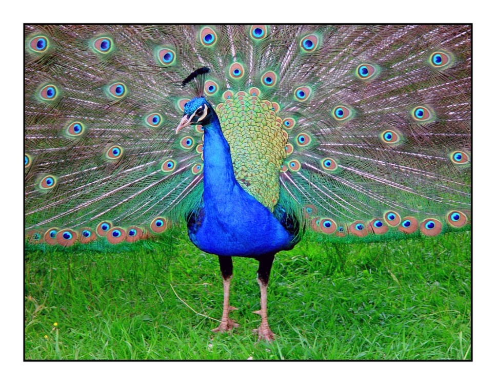 Peacock in the Duncombe Park, Helmsley, North Yorkshire