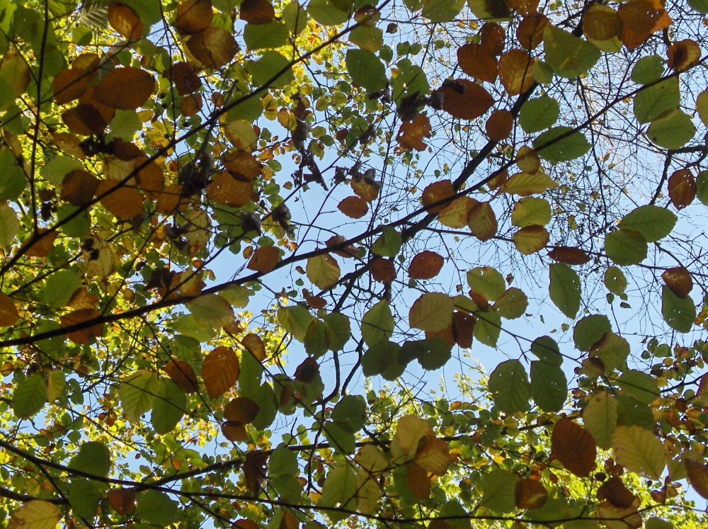 Leaves in Autumn in The New forest - Hampshire