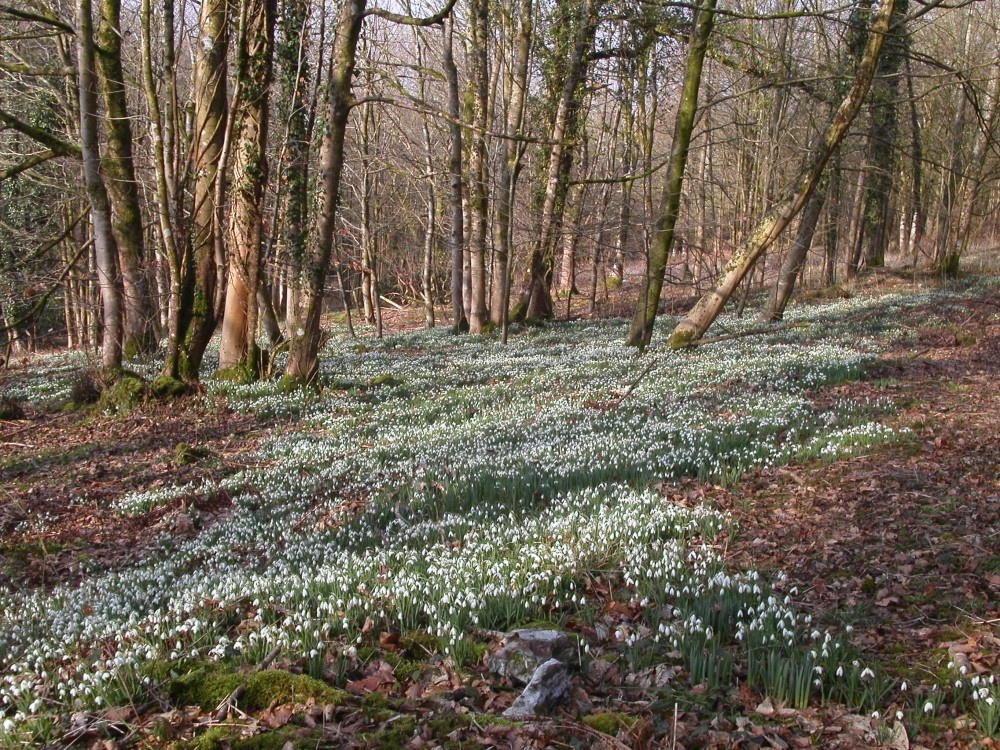 This picture of snowdrops was taken at Otterford lakes, in the Blackdown hills, Somerset