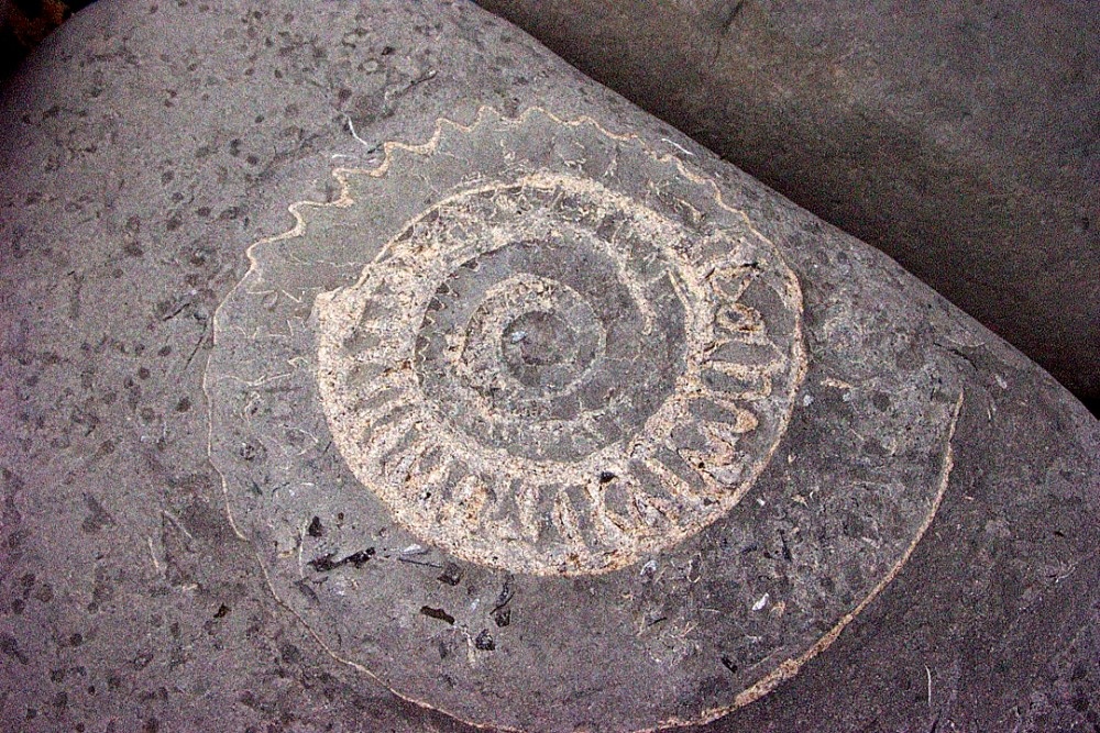 Ammonite fossil on the beach at Lyme Regis, Dorset.