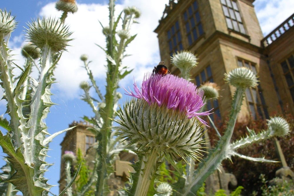 Giant thistle in the garden, Hardwick Hall, Derbyshire