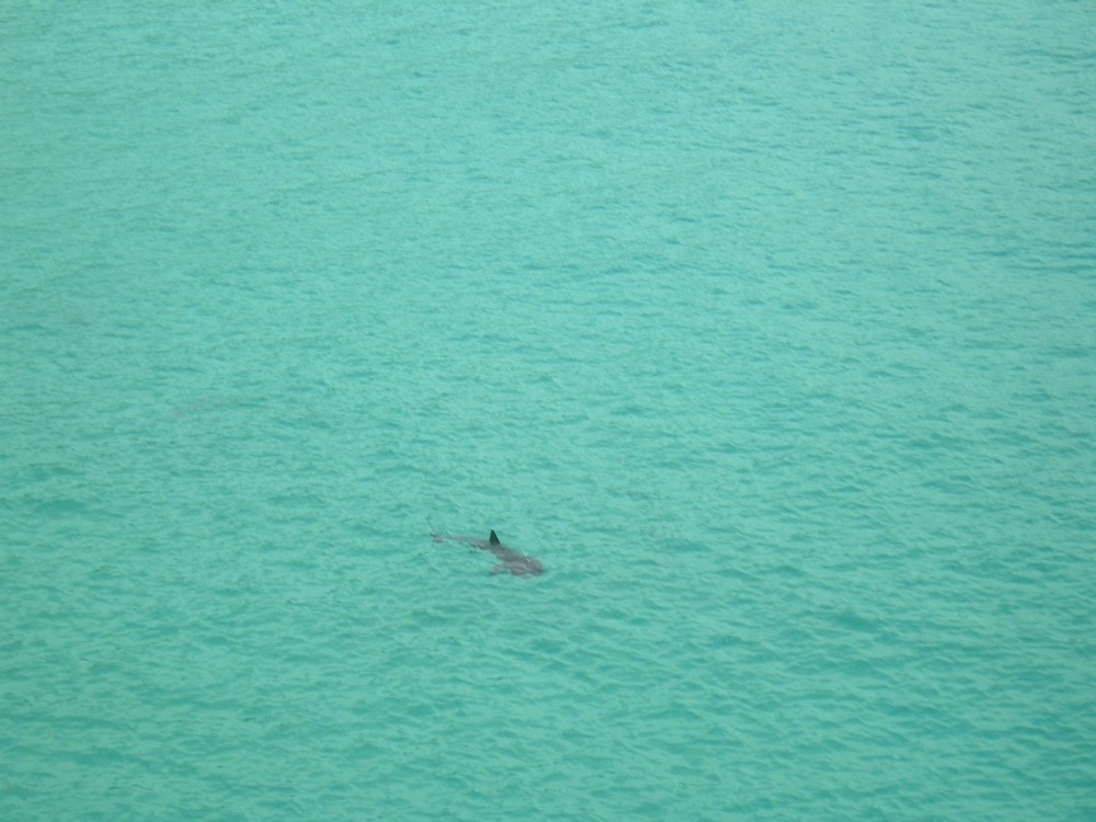 Basking shark. Photographed at the Minack Theatre in Cornwall, July 2006.