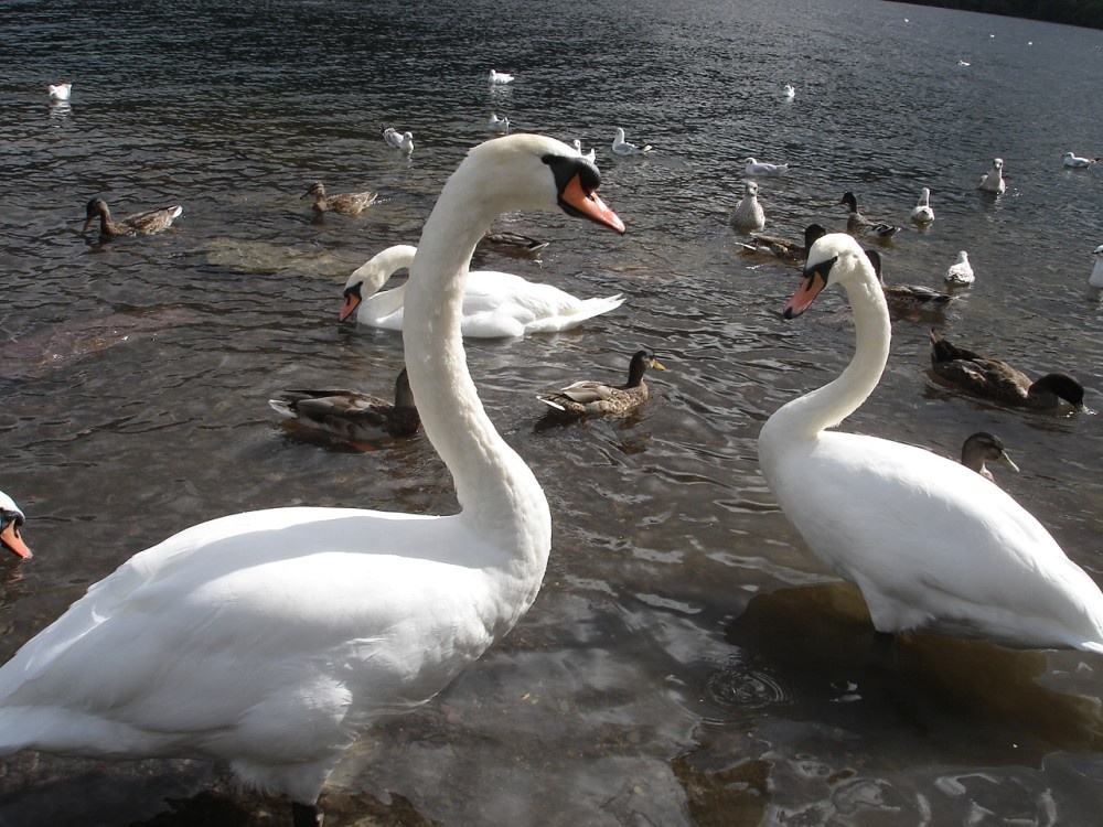 Swans on the lake, Llanberis, North Wales.