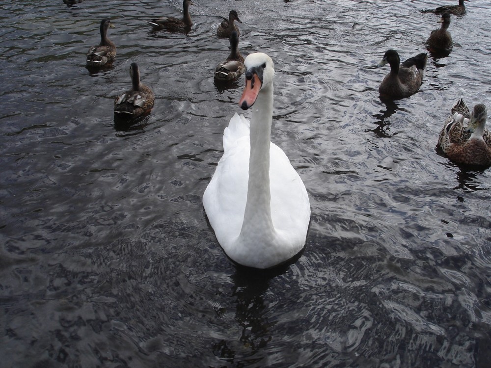 Swans on the lake, Llanberis, North Wales.