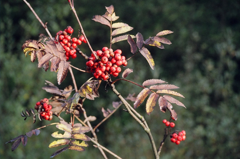 Fall Berries at Craigside, England