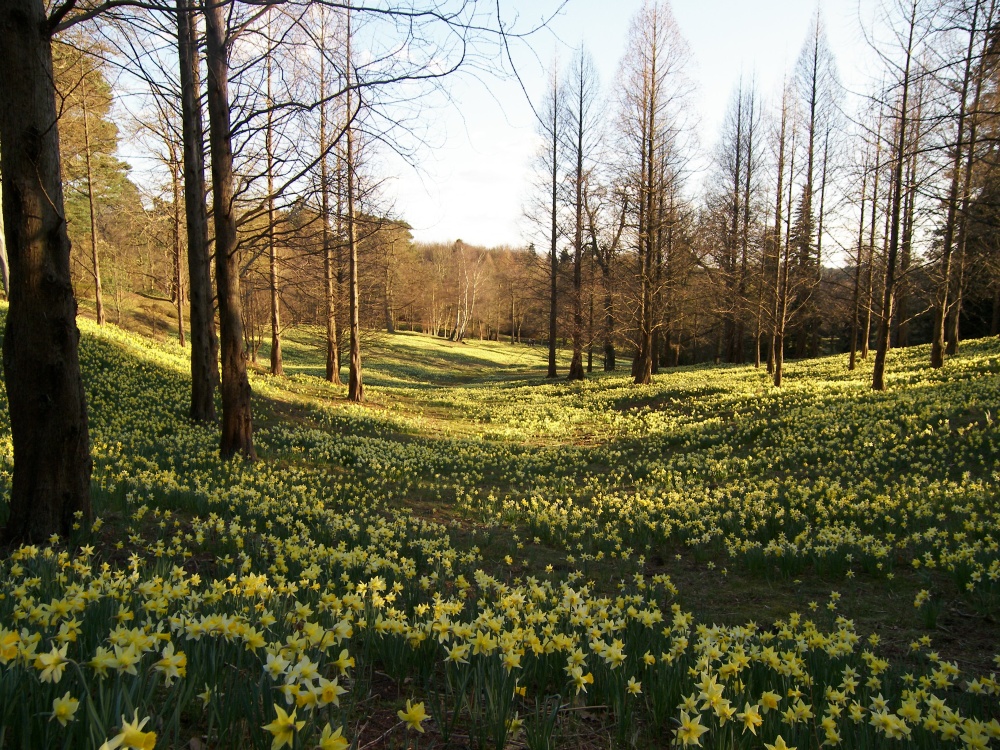 Daffodils in Great Windsor Park, Surrey