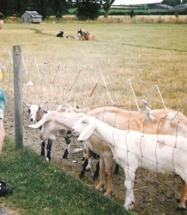 White Post Farm Park, Close to Farnsfield, Notts - Feeding the goats in 1996