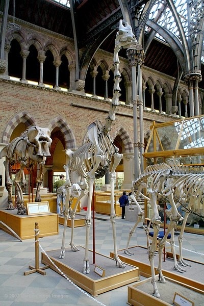 Oxford University Museum giraffe skeleton