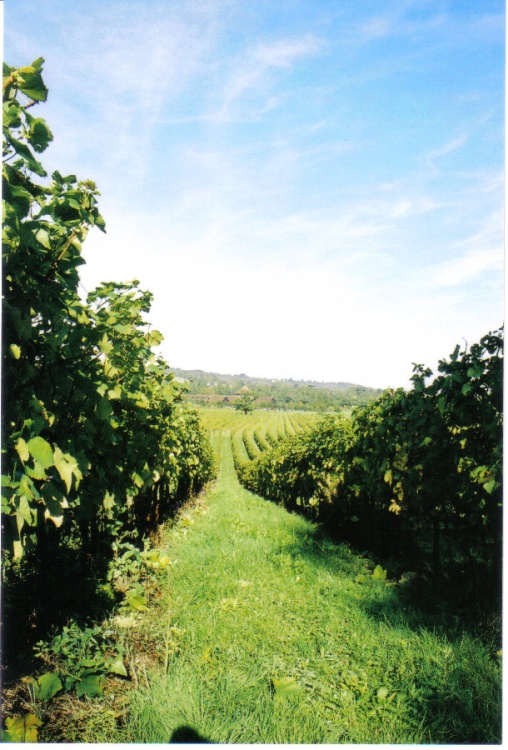 A vineyard in Surrey.