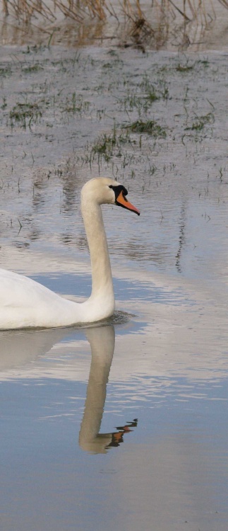 Swan on floodwater, River Cherwell, Somerton, Oxon