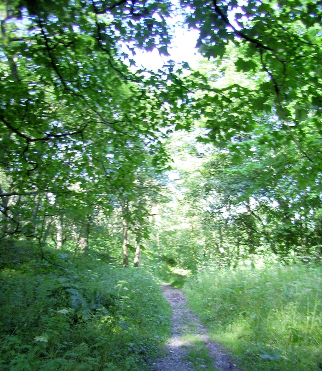 Pathway through Grin Low Wood