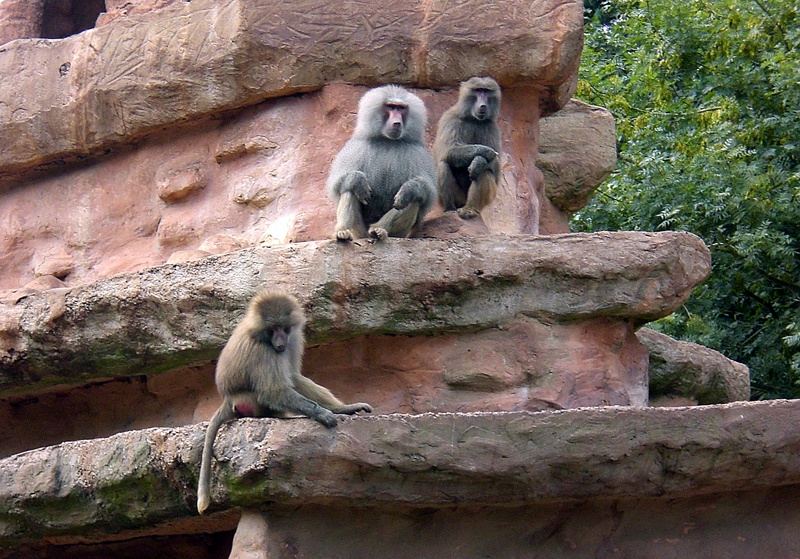 Baboons at Paignton Zoo, Devon