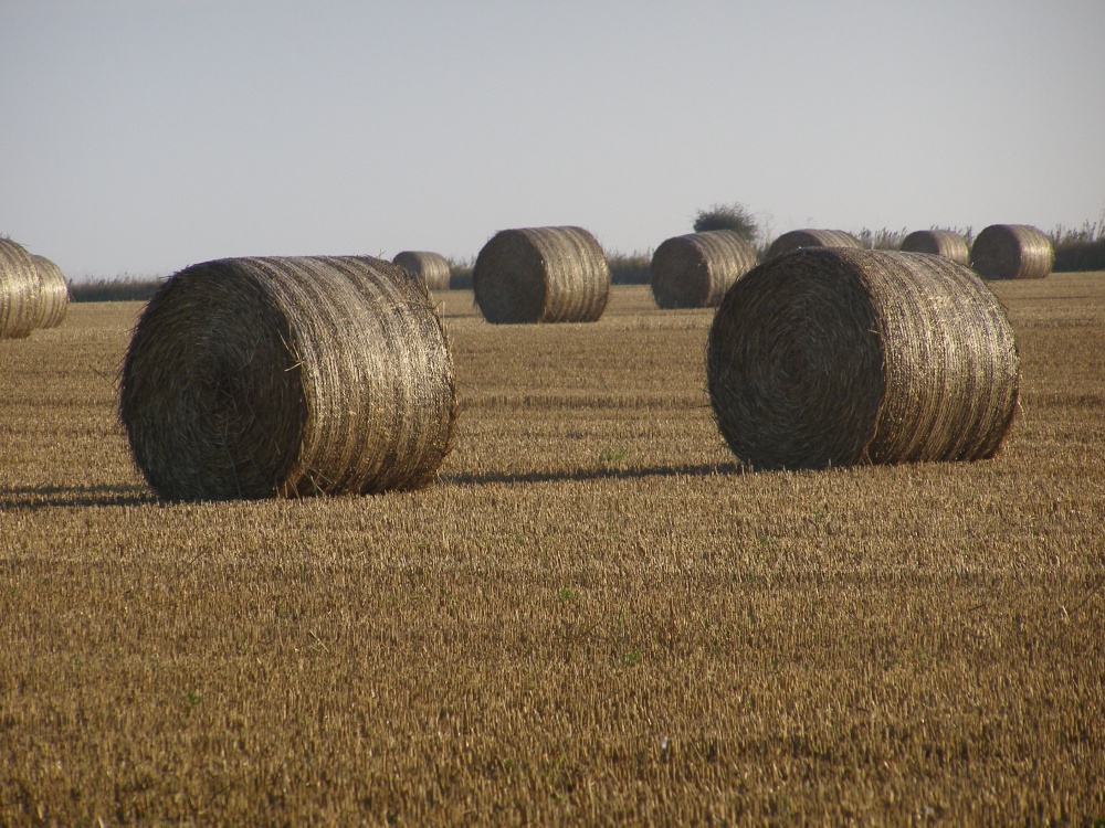 Straw bales under very early morning light in Codicote, Hertfordshire