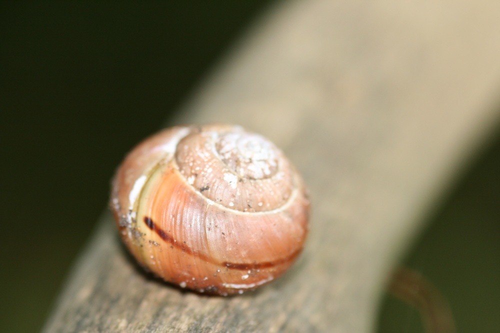 Close up of a small Snail at Oulton, Suffolk