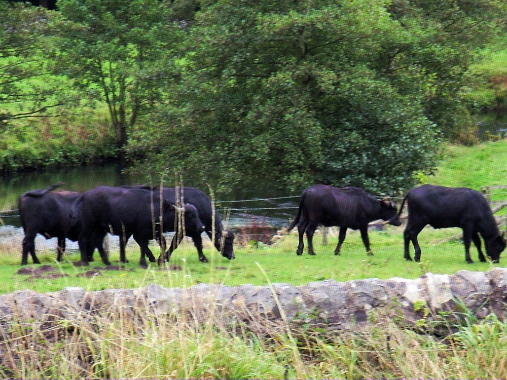 Water Buffalo in the Peak District