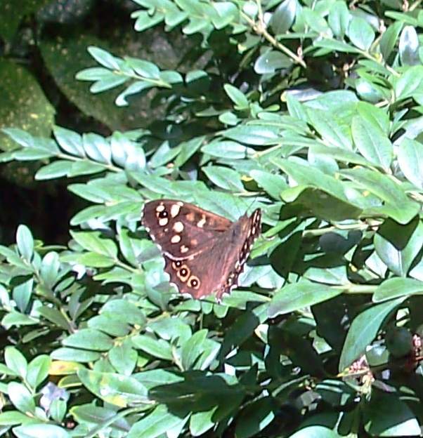 Speckled Wood Butterfly in the woods, Oxburgh Hall, Norfolk