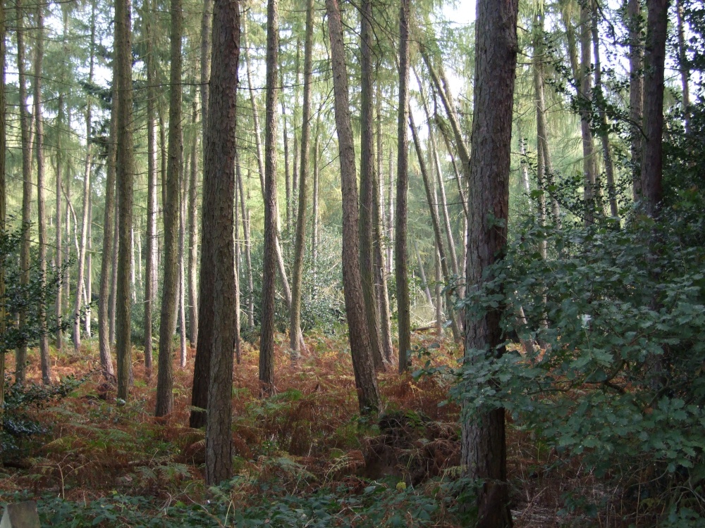 The Outwoods, Nanpantan, Leicestershire