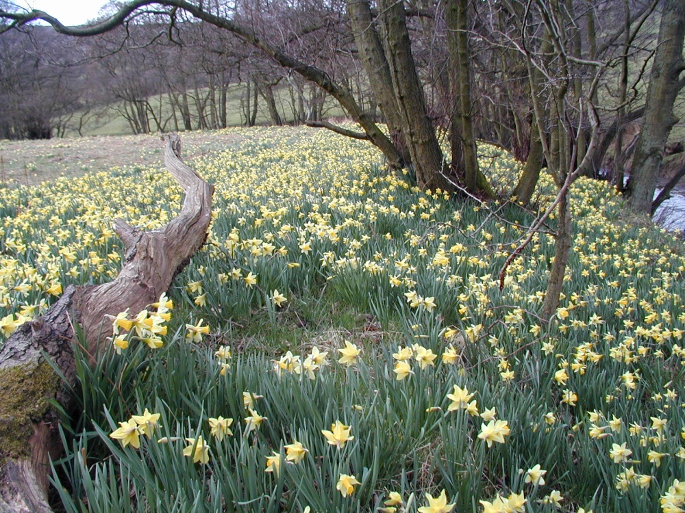 Farndale wild Daffodils, Kirkbymoorside, North Yorkshire