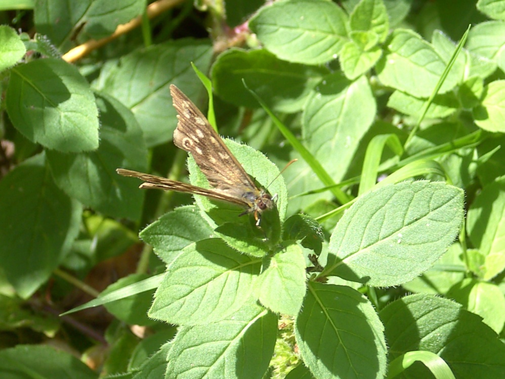 Speckled Wood Butterfly, The Monkey Sanctuary, Looe, Cornwall