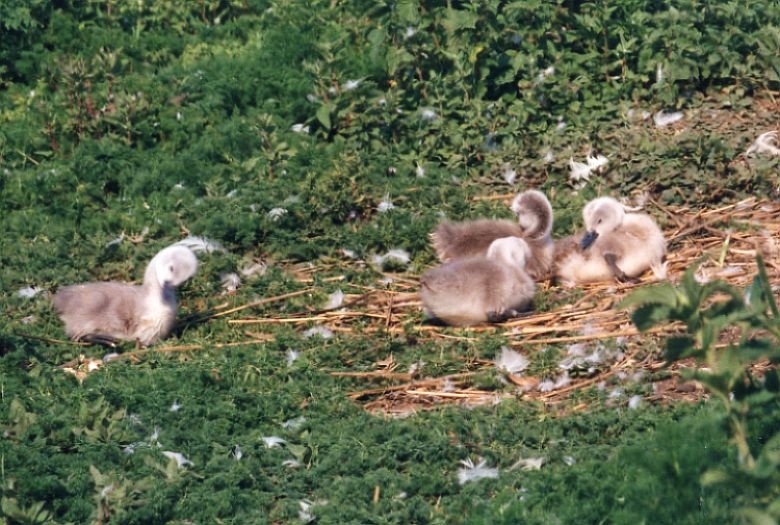 Cygnets at the Swannery