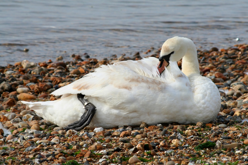 Swan at Mudeford, Dorset