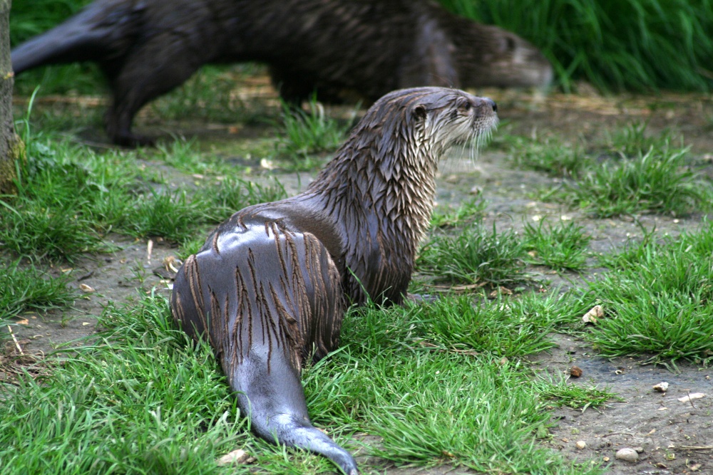 New Forest Otter, Owl and Wildlife Park