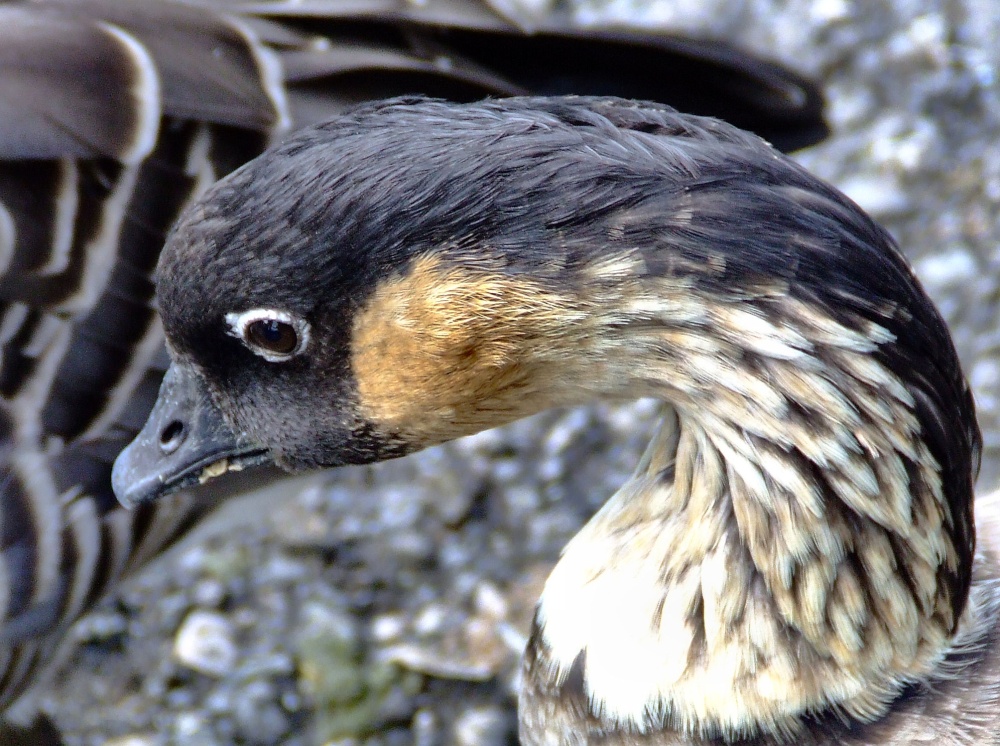Hawiian goose, Wildfowl & Wetlands Trust Martin Mere, Lancashire