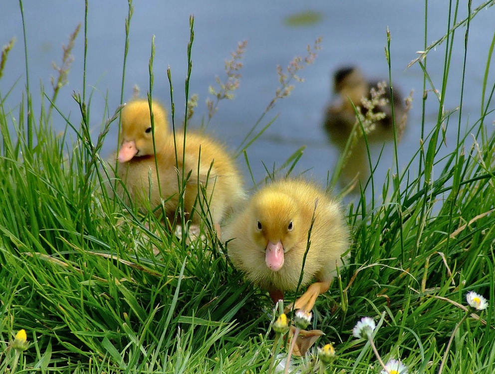 Photo of Mallard ducklings, Brantingham, East Riding of Yorkshire