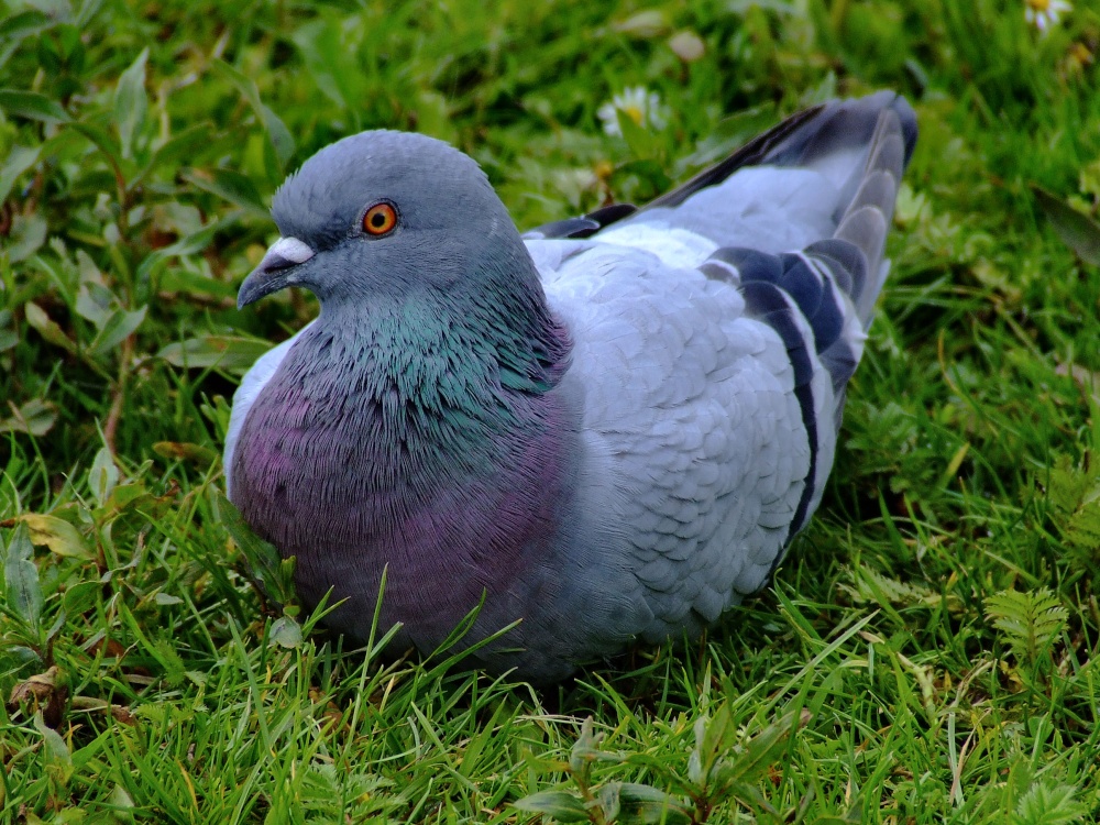 Pigeon on the grass, Wildfowl & Wetlands Trust Martin Mere, Lancashire