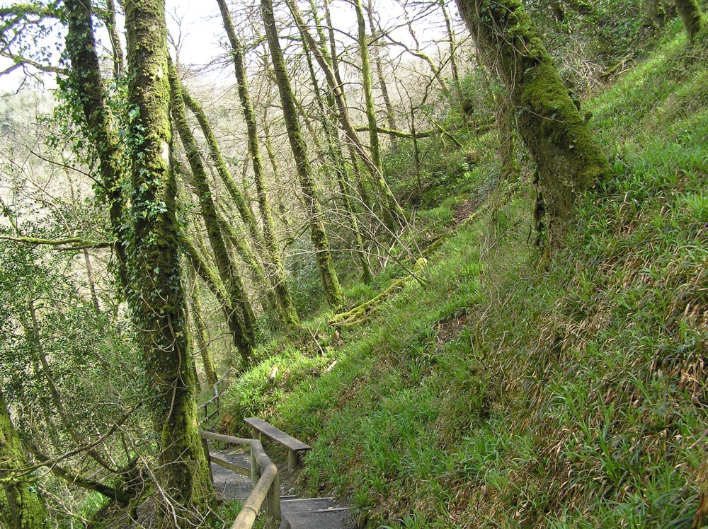 Lydford Gorge in spring green