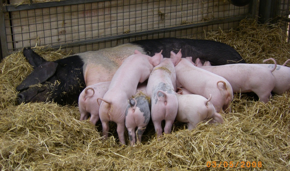 Pigs, Chatsworth Farmyard & Adventure Playground