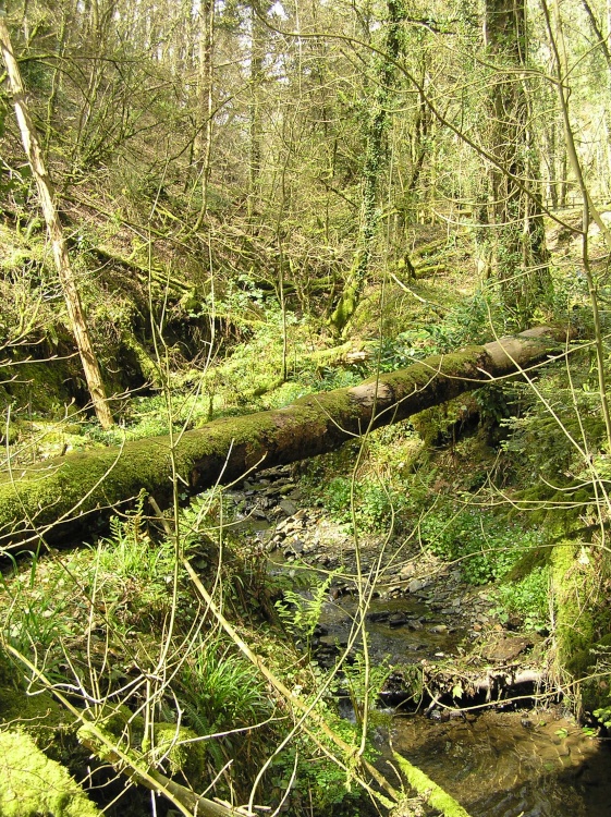 Fallen trees and moss at Lydford Gorge, Devon
