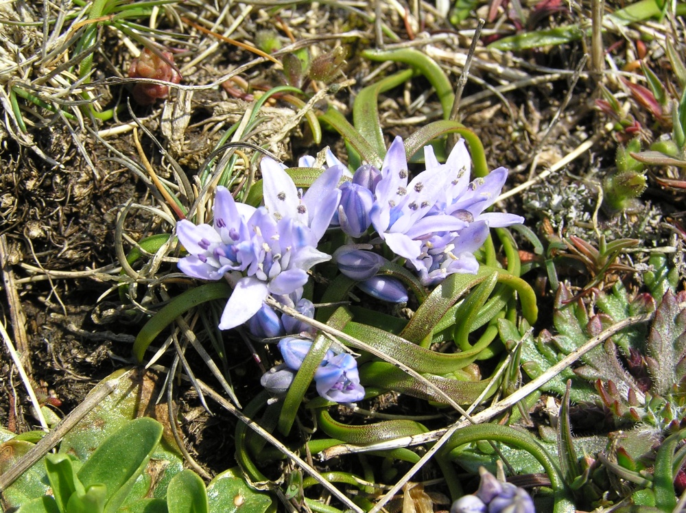 Delicate spring squill carpets the cliff top on Park Head, near Bedruthan Steps, Cornwall