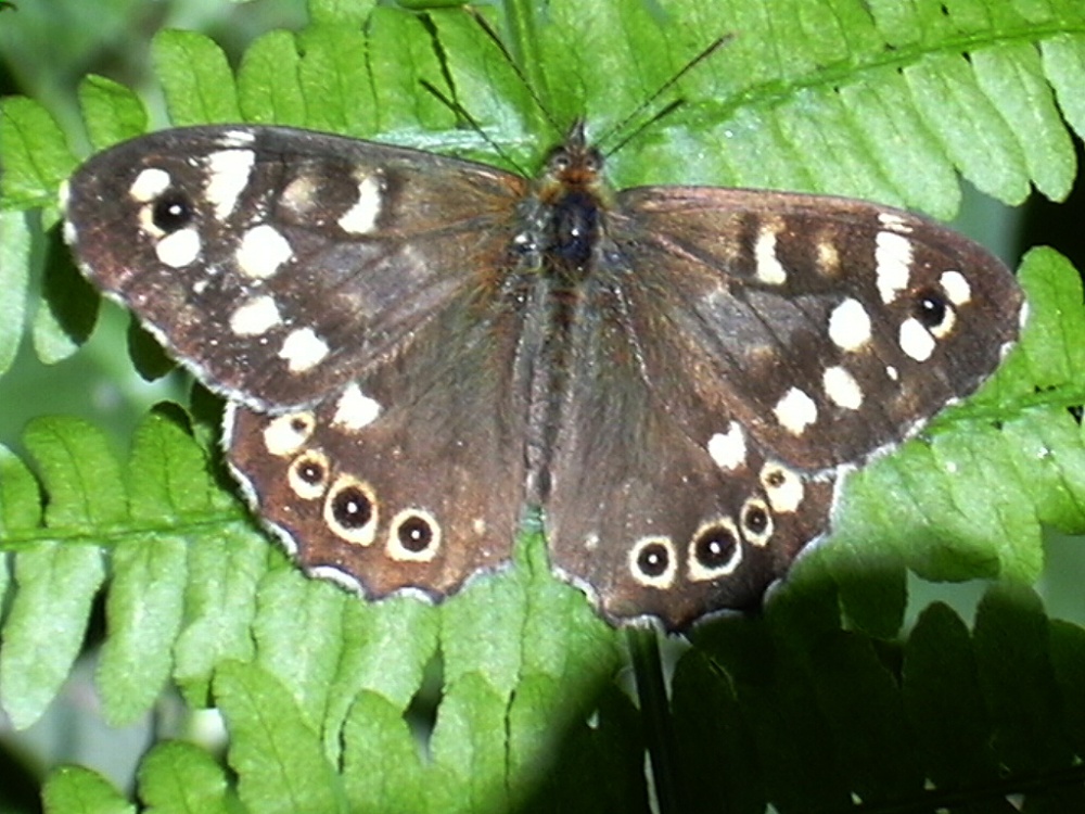 Speckled Wood butterfly in Melton Woods