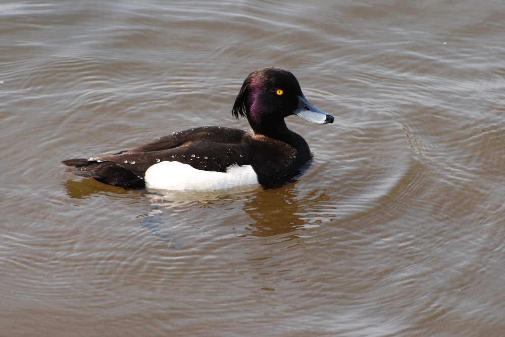 Tufted duck on Swithland Reservoir