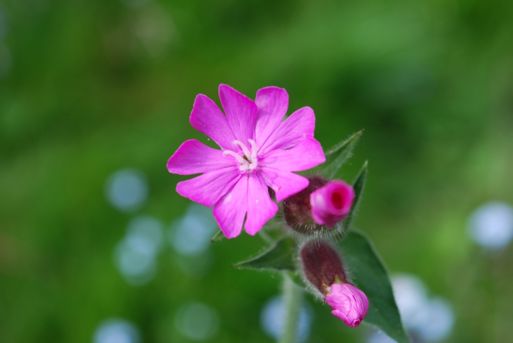 Red Campion at Launde Park Wood