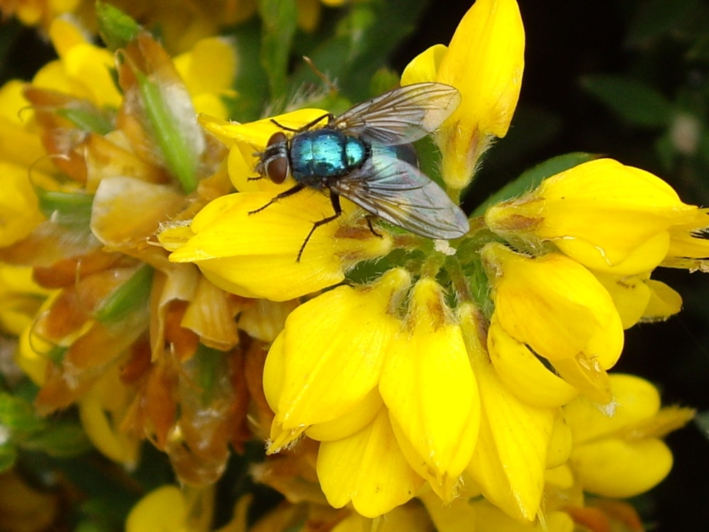 Fly on a flower at Croome Park