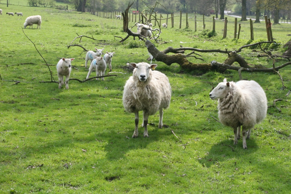Sheep at Bolton-by-Bowland, near Downham
