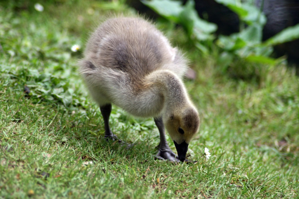 Young Canada Goose