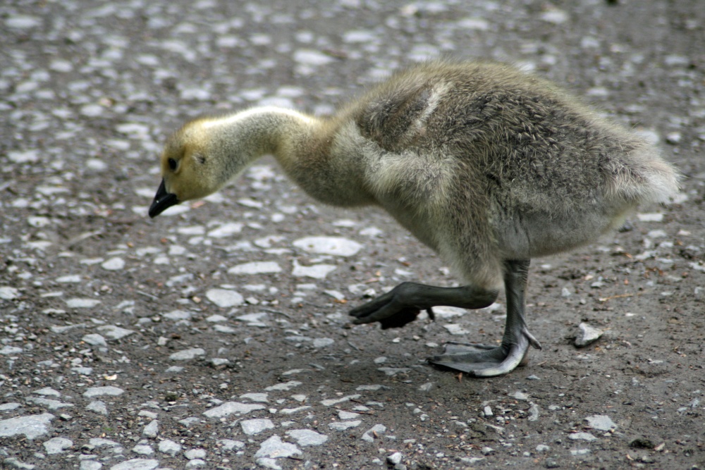 Young Canada Goose in the grounds of Wallington Hall.