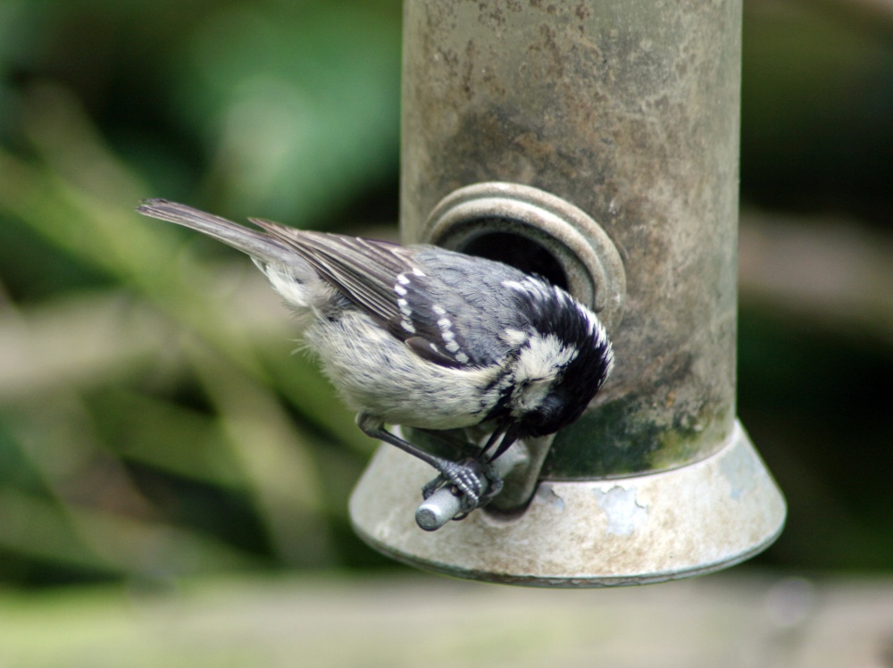 Coal Tit on feeder as seen from the nature hide at Wallington Hall.