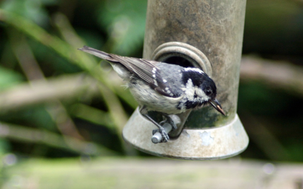 Coal Tit on feeder as seen from the nature hide at Wallington Hall.