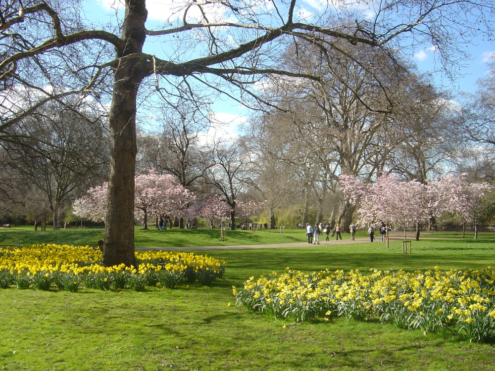 St. James's  Park in the Spring